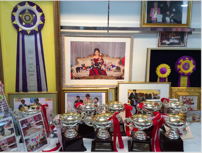 DreamVegaのチャンピオン犬受賞実績展示