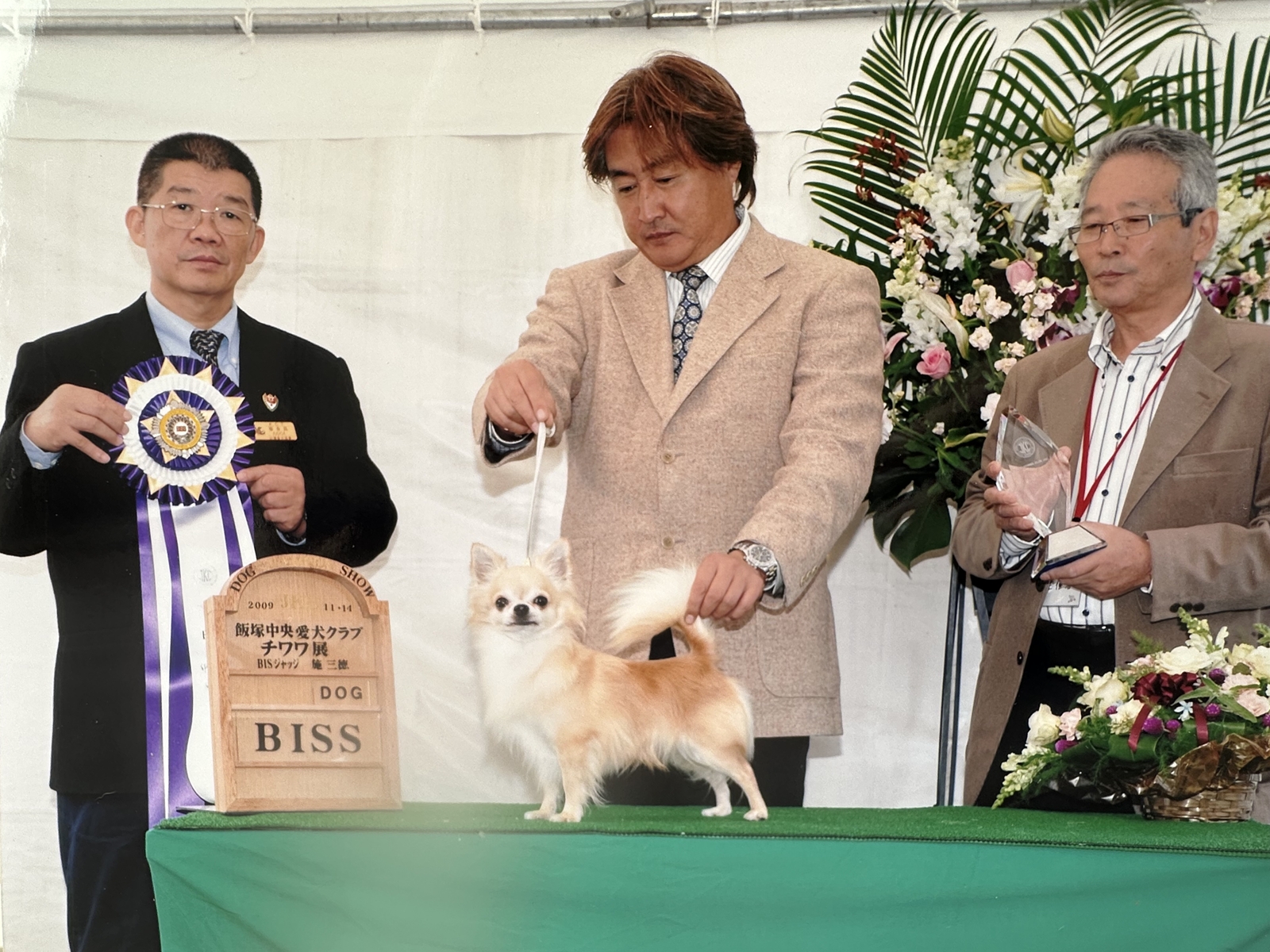 DreamVegaのスター犬